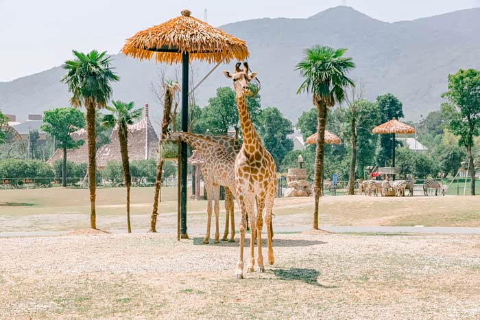 十月大征集自驾湖州长兴龙之梦动物大世界游乐园