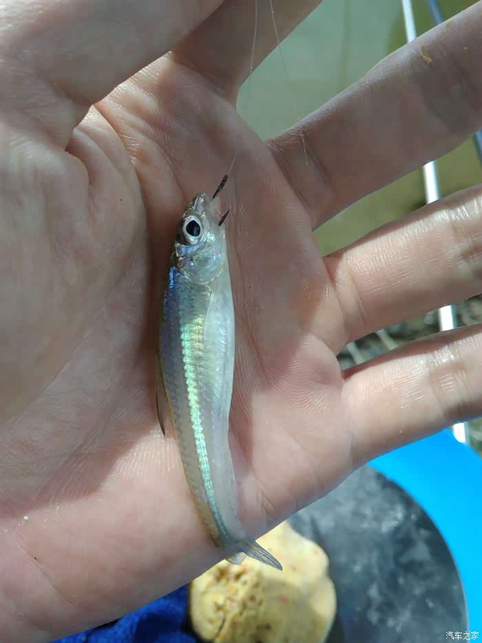 不知名的眼小鱼,呈半透明状,肉质非常的细嫩鲜美,就是个头普遍小.