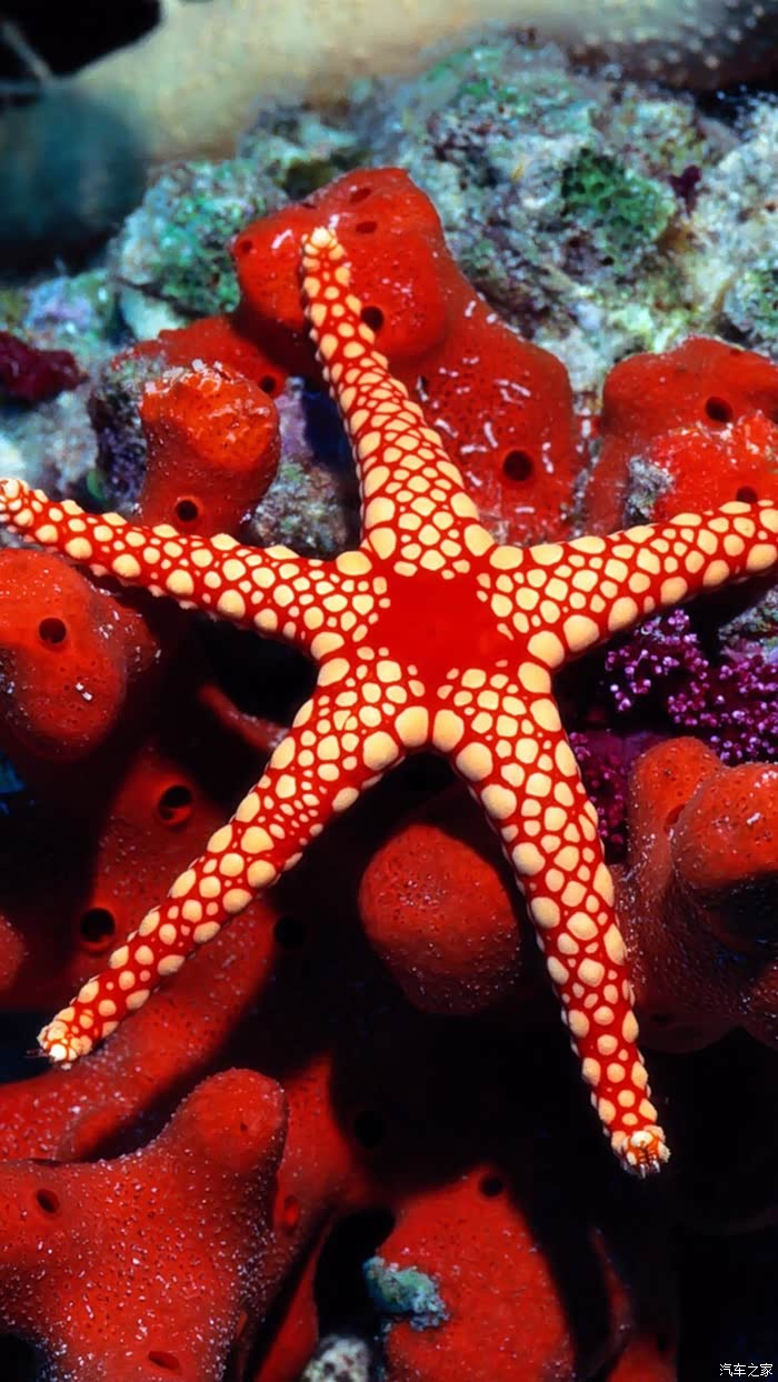 海底世界之海星