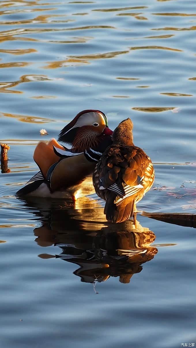 秋冬时节 鸳鸯戏水