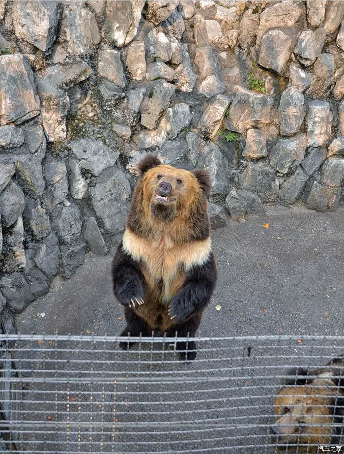现在看到熊的第一反应是毛子