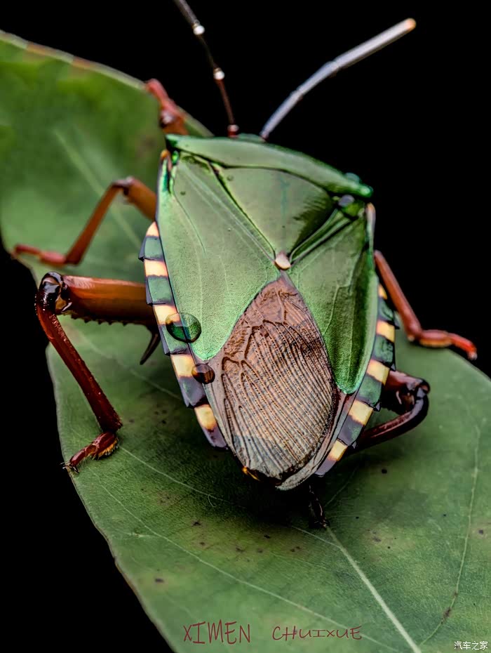 微距昆虫丛林精灵大作战