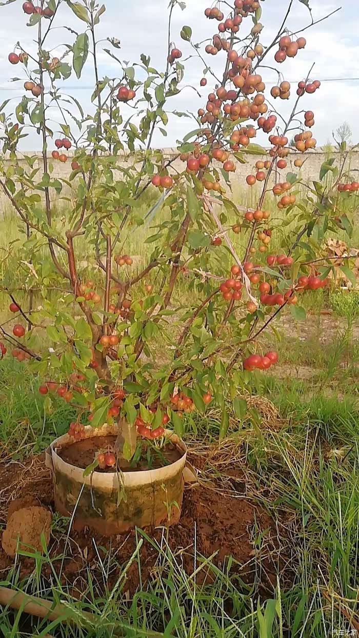 天热不能阻挡好奇-神奇的金丝瓜,苹果盆景