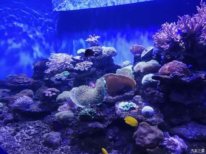 吉林市长安车友会去海洋馆让孙女有个快乐同年