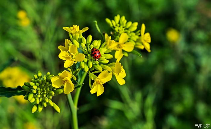 虞舜公园油菜花图片