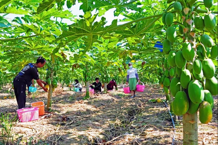 叶海生态园摘木瓜与奇骏一起享农趣