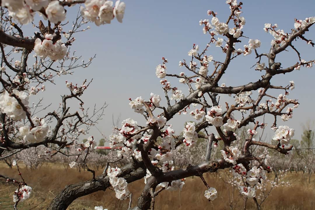 与小五一起打卡大同杏花节