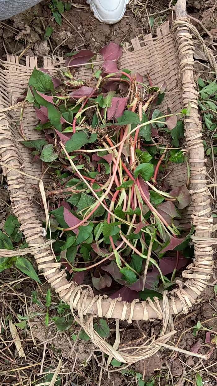 挖折耳根 摘草莓 我的周末时光