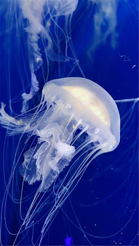 水母的舞台,华丽多彩;水母的舞姿,曼妙婀娜.