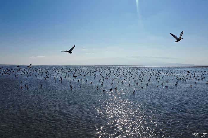 新疆博州艾比湖生态恢复,成为候鸟迁徙途中重要中转站.