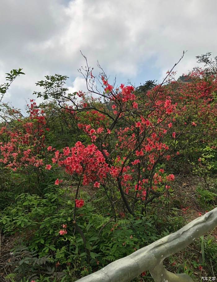 滿山偏野映山紅和朋友一起遊大幕山賞杜鵑