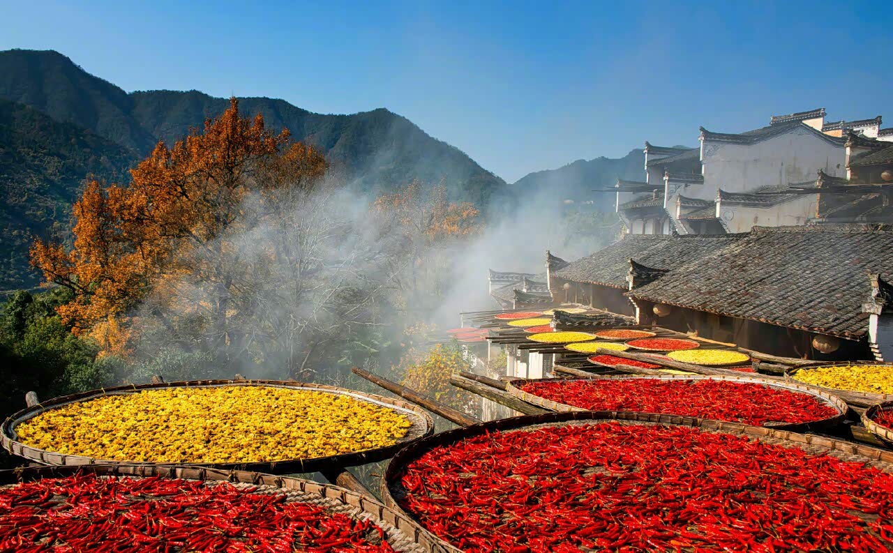 从立秋节气开始,江西婺源篁岭古村的晒秋大戏登场,琳琅满目.
