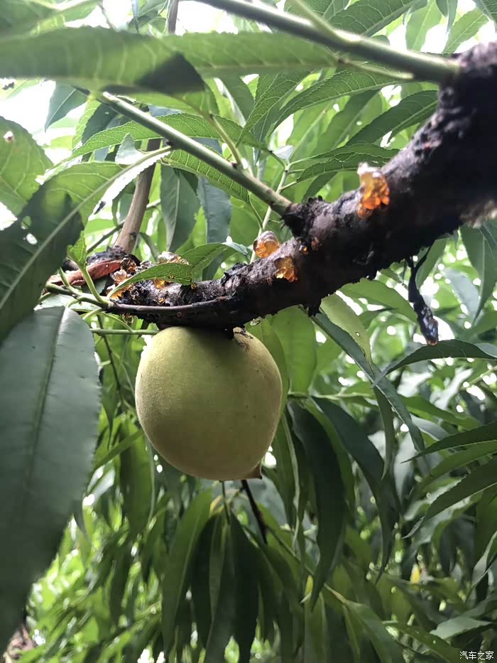 他们看十里桃花,雅阁带我们尝7月果香!