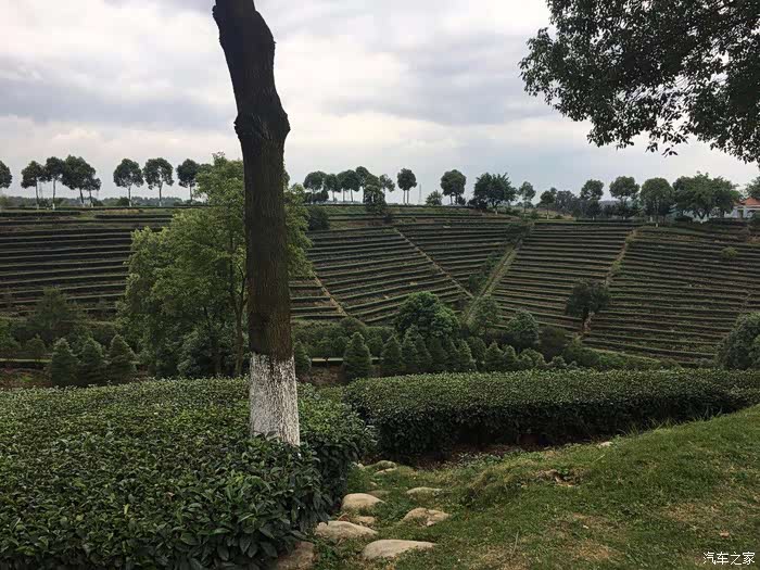 驾驶长安逸动,游独特的天福茶园.