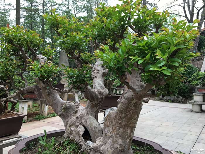 游中华名塔盆景园记