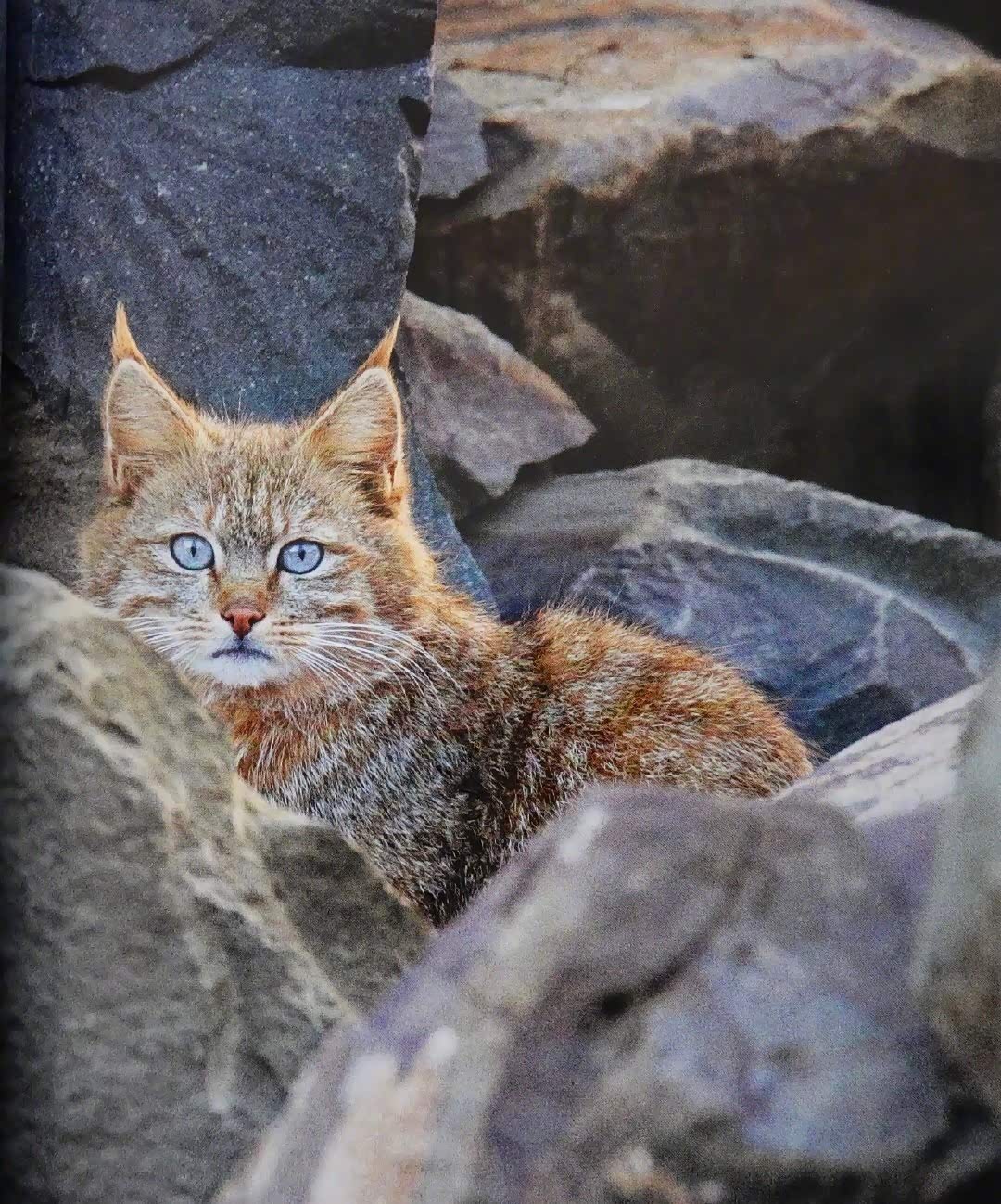荒漠猫是属猫科猫属为国家二级重点保护野生动物.