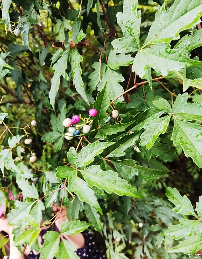 掌状裂叶植物图片