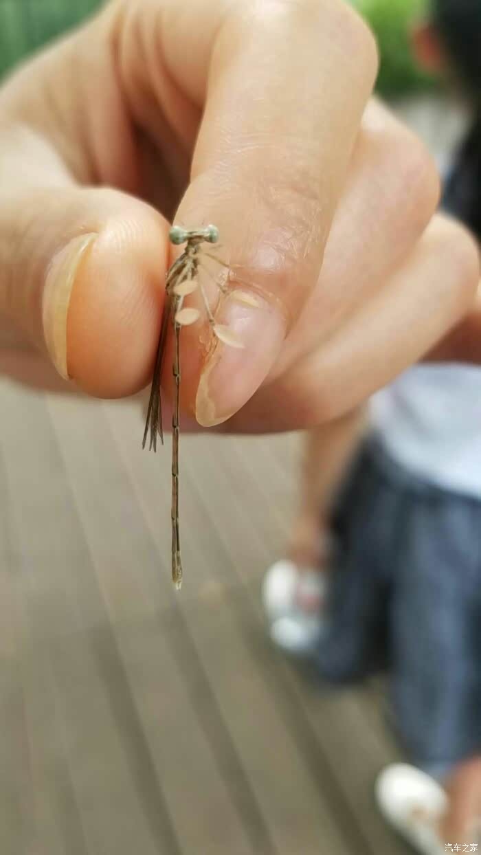 这是我们在湿公园现场游玩时拍到的蜻蜓,它的脚是不是很特殊,我从来没