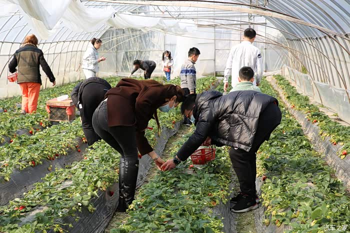 i生活d玩家曹路采摘草莓之旅