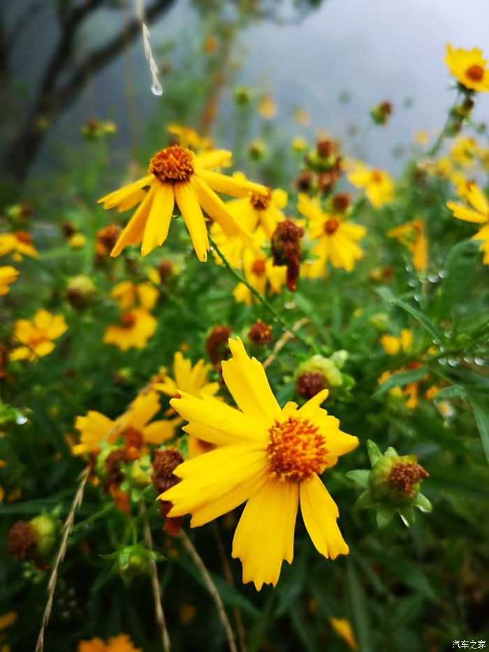 雨隱竹林煙隱山鄉村葵花水雲間