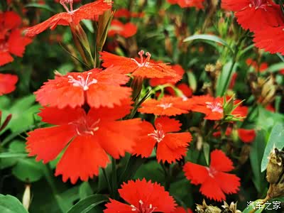 知名红色草花