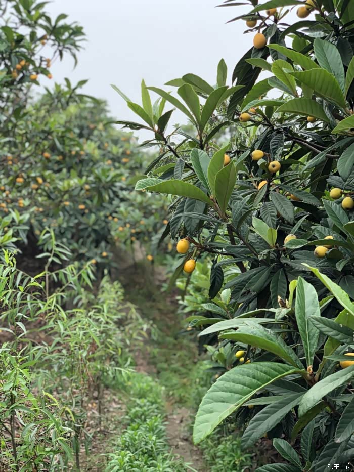 带着高尔夫去摘枇杷——塘栖古镇之旅