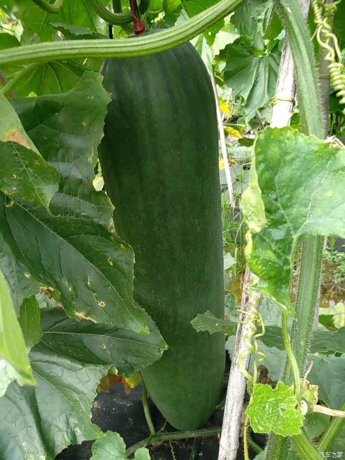 一米冬瓜,就问你见过没!