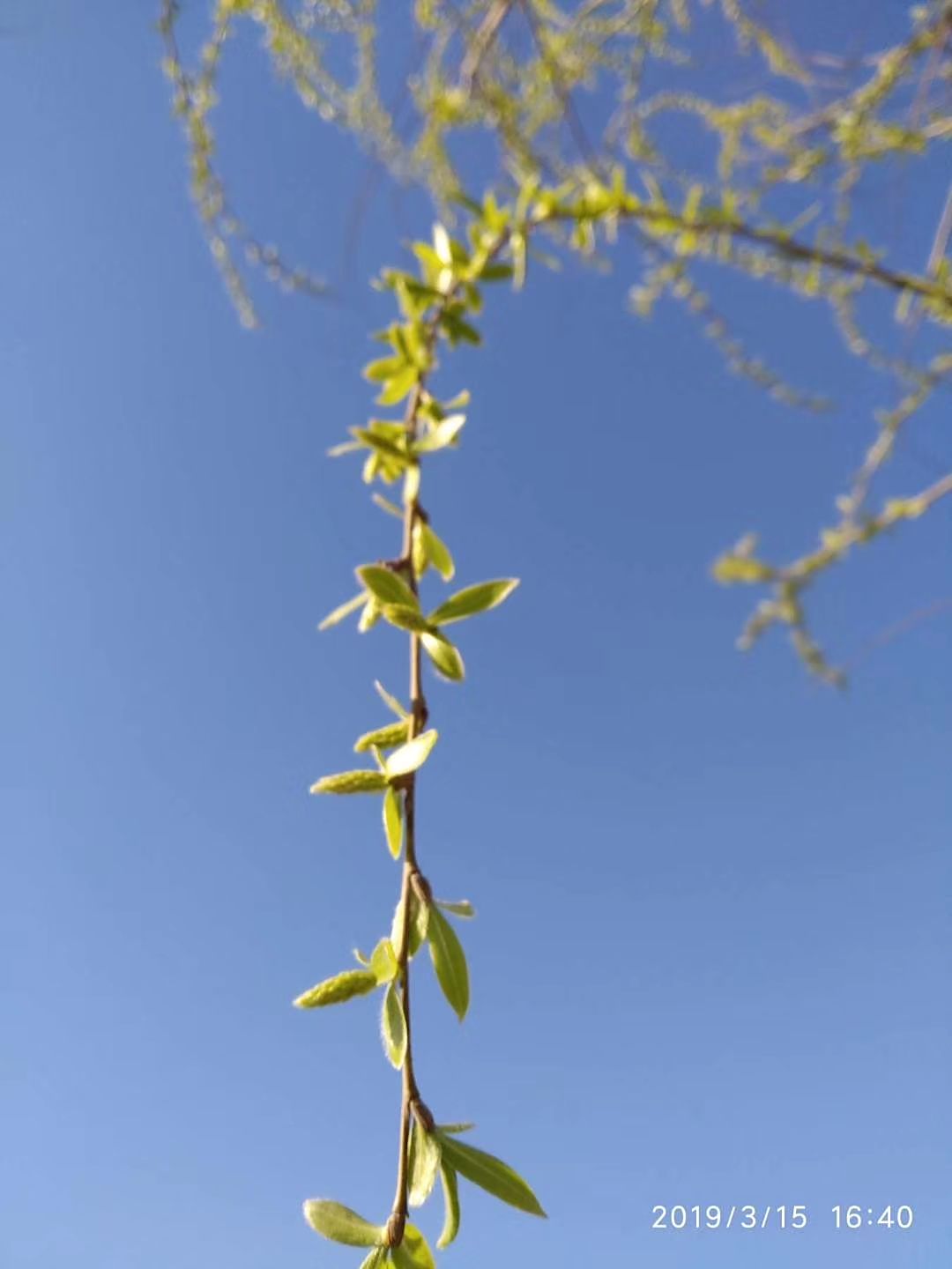 柳条刚刚发芽