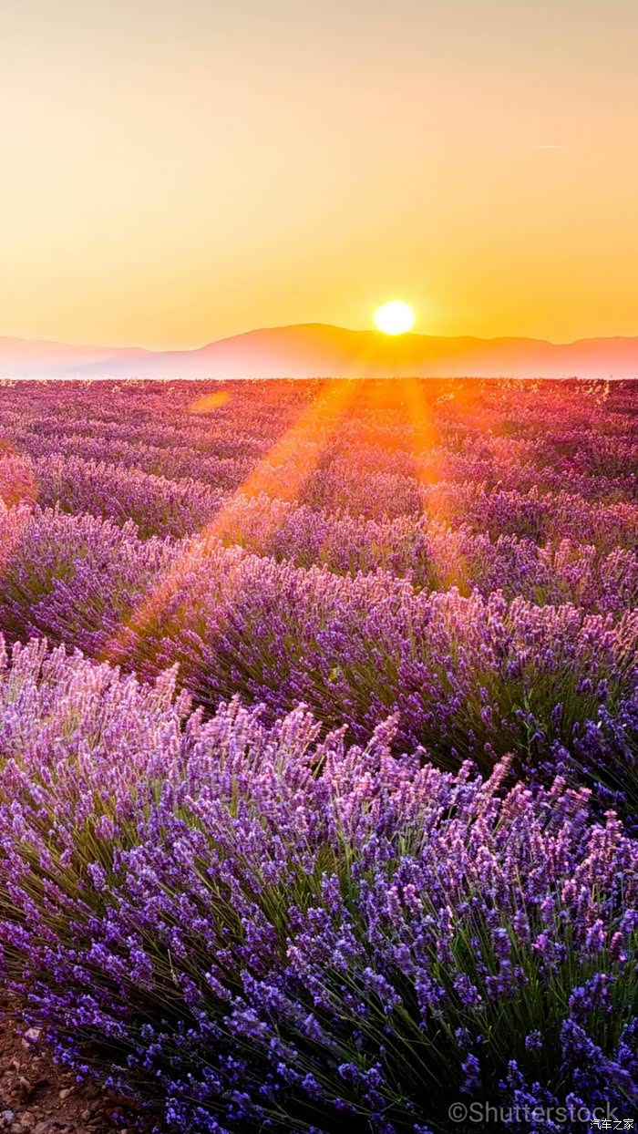 薰衣草日出美得不行