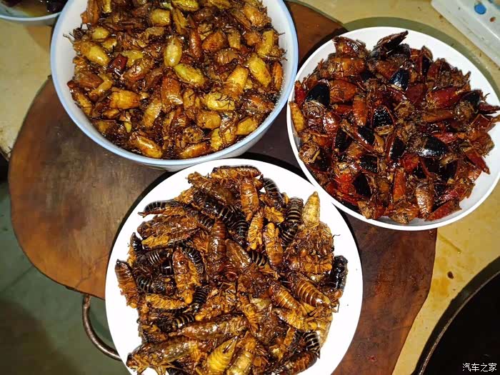 油炸臭屁虫,知了,香啊