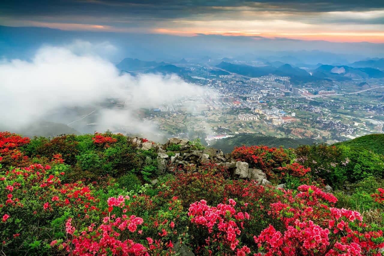 丹寨万亩超野杜鹃花开了千米海拔之上花海和云上日出交相辉映