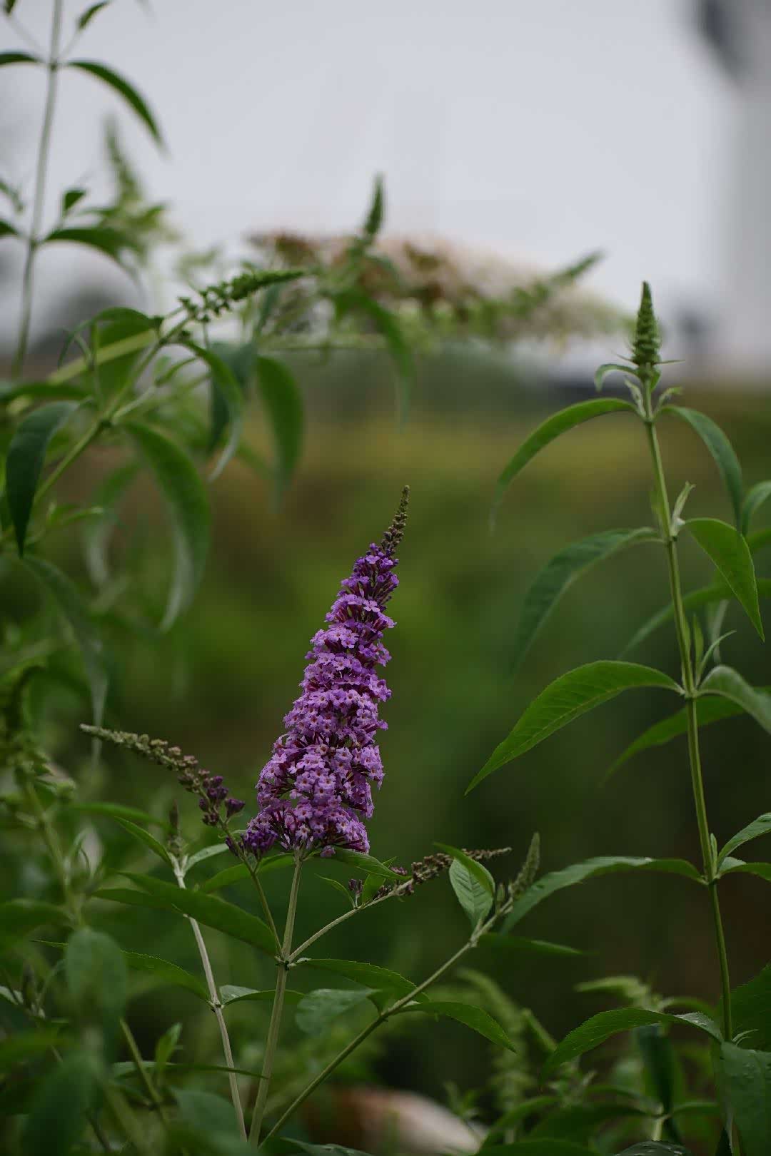 江南已进入黄梅季大概隔着屏幕都能感受到空气的黏湿闷热吧