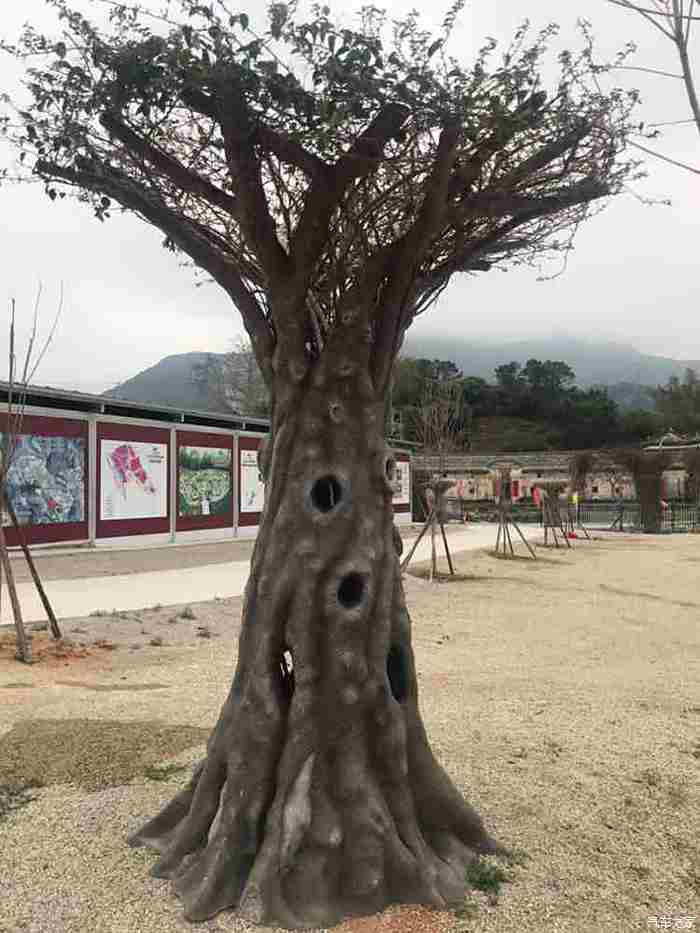 惠阳秋长花海影视基地图片