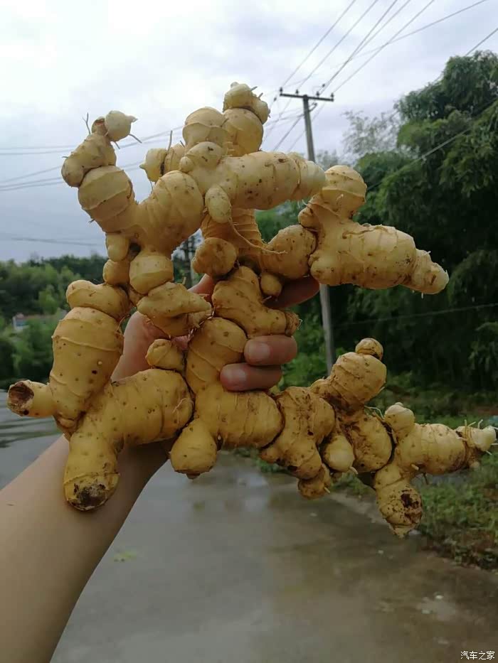 这么大辣姜,这个像什么形状?