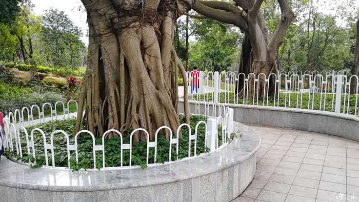 带着小七走进美丽的玉兰园