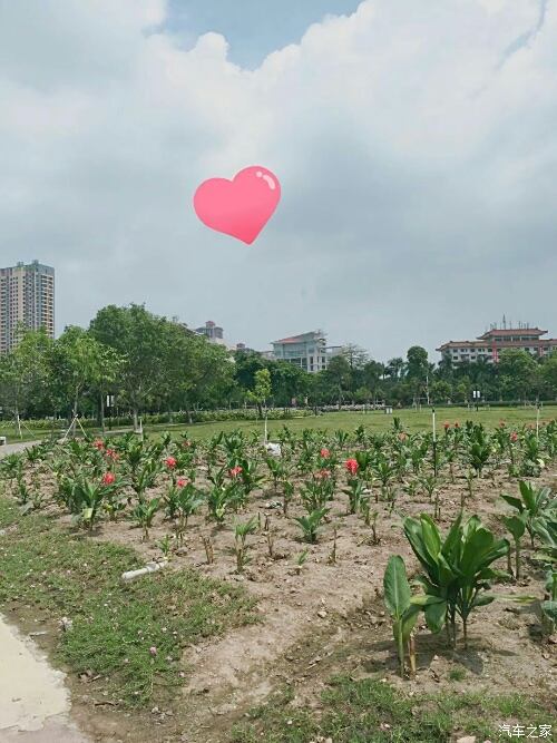 还有阿姨在种花,为更美的花园