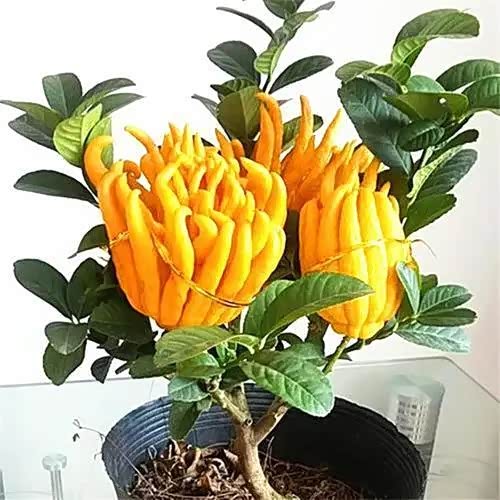 一种新奇有趣的佛手花,观赏性高还能食用