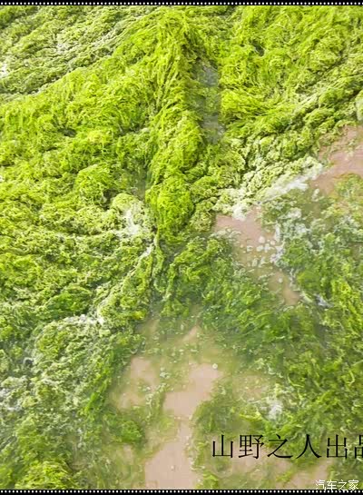 被海浪抱岸边海草就像被母亲抛弃孩子样被遗忘在海边