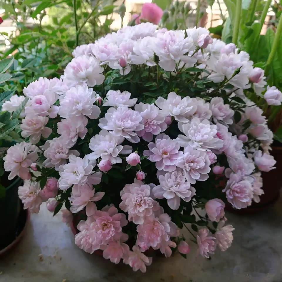 姬月季,只有巴掌大小,可以捧在手心玩的月季花