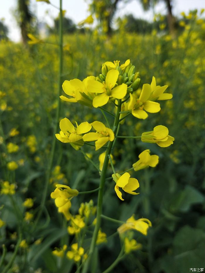 油菜花雄蕊图片