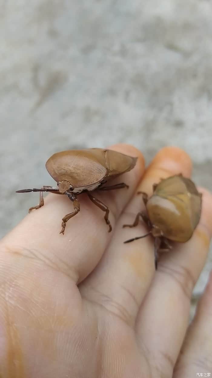 胎压监测即时更新我是肯定的(超级多图慎入)