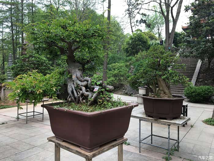 游中华名塔盆景园记