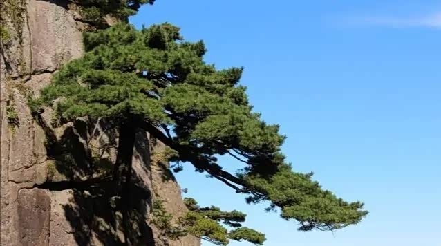 迎客松是从石头缝里长出来的珍稀树木,树龄至少有800年!