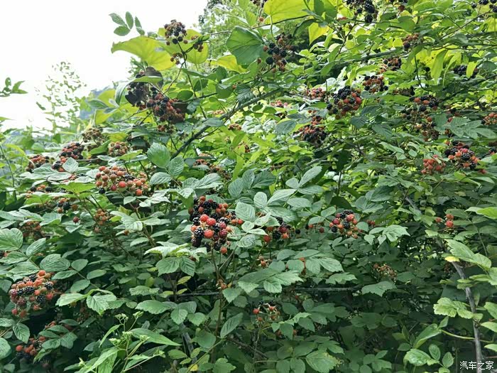 满树刺泡儿,想尝尝吗