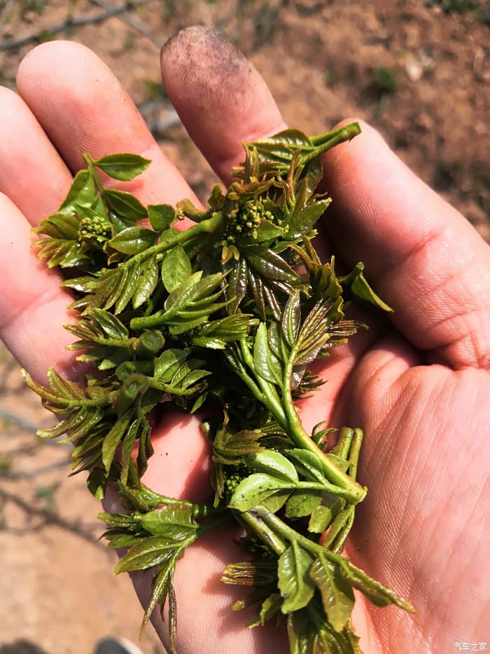 采摘最嫩的花椒芽