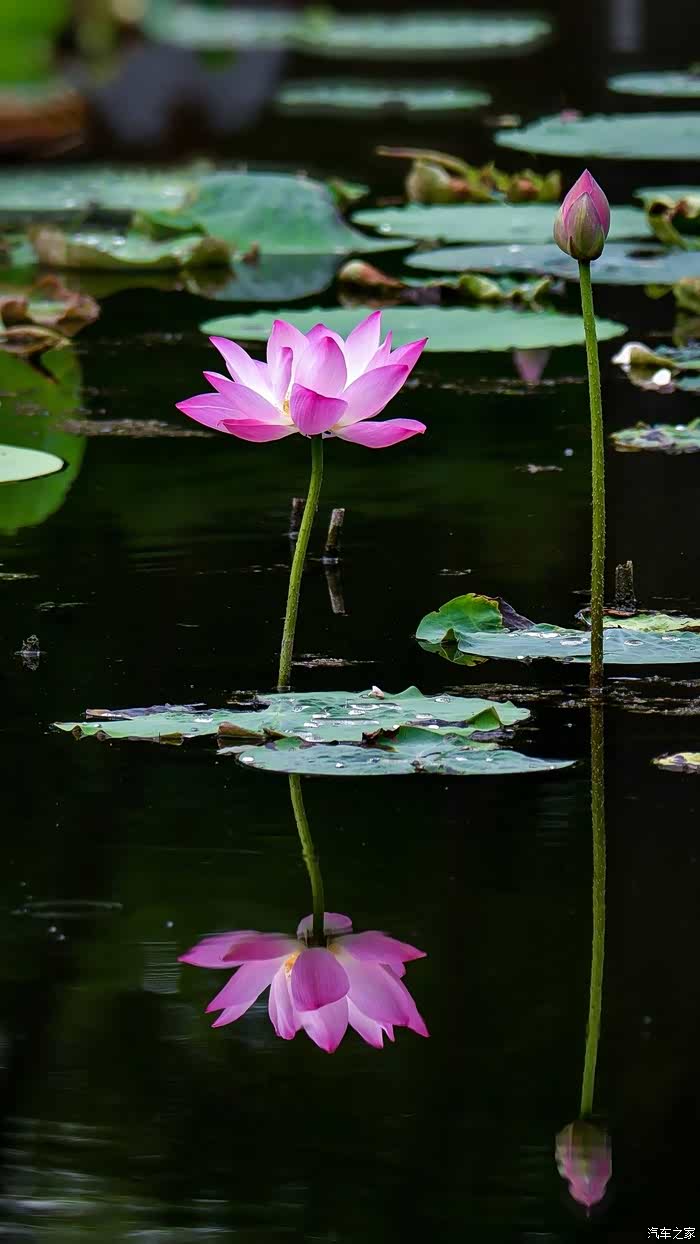 荷花在一个属于自己的季节悄然绽放着非常的漂亮