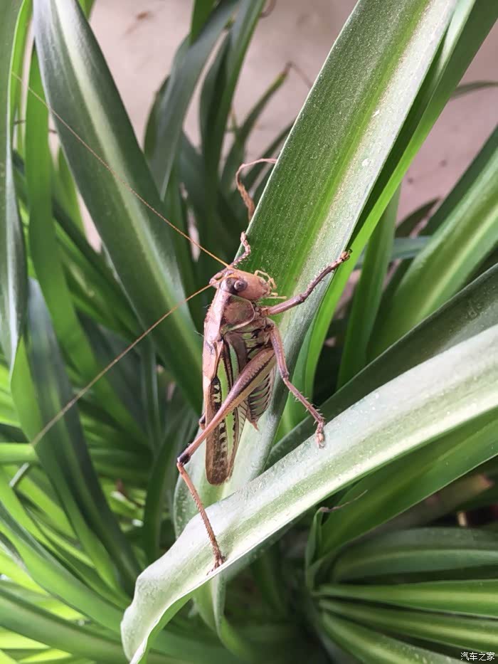 这和蝈蝈是近亲,但是叫声远没有蝈蝈清脆,我们当地土名是"叫驴驹" 你