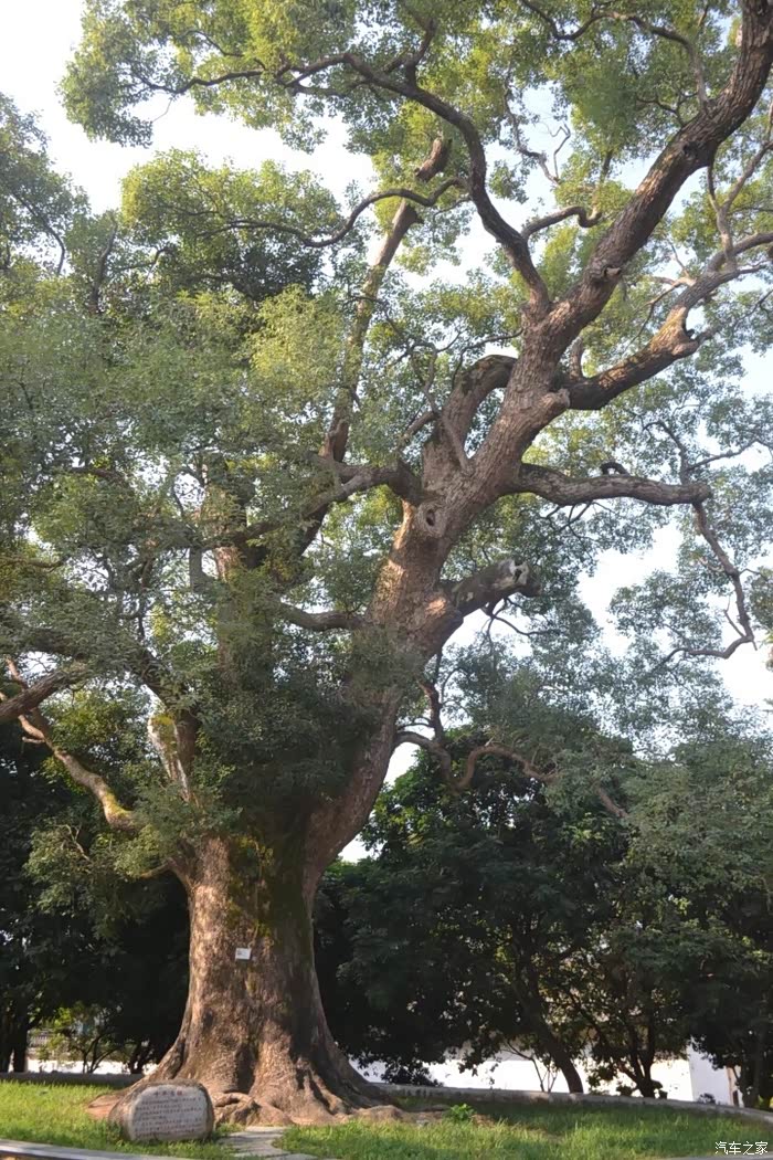 惠州古树公园自驾游记