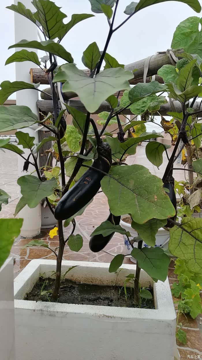 日常生活绿色食品种在楼顶的蔬菜茄子