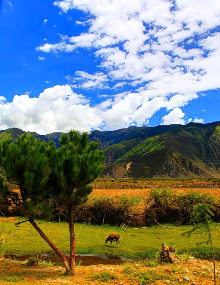 高原美景是大自然最天然的,春天更漂亮